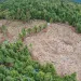 Aerial photo of an approximately 6-acre illegal marijuana grow site near the Hoopa Indian reservation in Humboldt County, Calif.