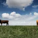 The Sacred Cow