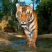 A camera trap captures a tiger at Bandhavgarh National Park, India.