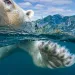 Polar bear swimming in Hudson Bay, Canada