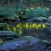 A display of rare synchronous fireflies in Tennessee's Great Smoky Mountains National Park