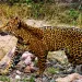 Jaguars are reappearing in the Southwest. A border wall would put an end to that.