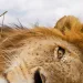 Will Burrard-Lucas's BeetleCam invention gets wildlife shots of unrivaled intimacy