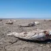 Without an adequate water supply, the receding Salton Sea leaves behind dead fish and toxic, asthma-inducing dust.