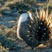 The greater sage-grouse requires lots of open country--drilling pads won't do.