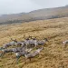 Caribou run across plains in the Arctic National Wildlife Refuge, Alaska