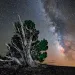 Ancient bristlecone forest
