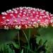 A fly agaric mushroom