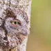 Eastern screech owls made a home in a hollowed-out palm tree in a neighborhood in Cocoa, Florida.