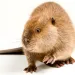 North American beaver