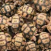 View above about 50 ploughshare tortoises. Their shells have two sets of two-digit numbers engraved in them.