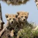 Two cheetah cubs lie on a termite mound facing the camera. Their mother's legs and belly (from the side) are framing them.