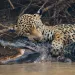 A jaguar bites the neck of a caiman on the bank of a river in Pantanal, Brazil.