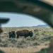 The perils of rewilding ranchland with ranchers still on it