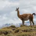 Guanaco