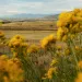 Peering out through yellow rabbitbrush at a golden prairie.