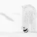 A polar bear walks away from the camera in the snow.