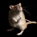 Close-up of a rat on it hind feet.