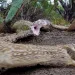 A large rattlesnake lunges from behind a cactus, mouth wide open, while a ground squirrel (blurry) leaps away from it.