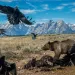 A grizzly bear looks up from a half-eaten bison with several ravens surrounding him and rocky hills in the background.