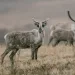 A caribou in the Arctic National Wildlife Refuge