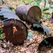 Several rusty remnants of metal barrels lie in a wooded area in Michigan.