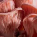 Closeup of a pink mushroom