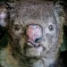 Closeup of a koala's face. His nose is badly burned.
