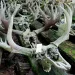 Many moose skulls and antlers lined up on the ground
