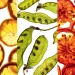 Dehydrated lemons, snap peas, and tomatoes with light shining through.