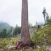 After surviving a clearcutting in 2011, Canada’s second-tallest Douglas fir helped reignite old-growth-forest conservation.