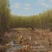 A large section of clearcut forest in a swampy area of southeastern USA.
