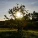 he sun shines through the branches of a chestnut tree in a meadow.