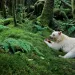 A white black bear lies in a lush green forest eating a fleshy salmon.