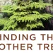 Finding the Mother Tree