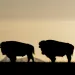Four bison in a field at dusk.