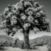Black-and-white image shows a full Joshua tree amid a few others in a dry, scrubby landscape.