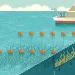 Infographic shows the process of growing kelp in the ocean to sink it for carbon sequestration.