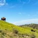 Very green hills, very blue sky, and a few small brown lumps in the distance which are bison. 