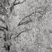 Aspen tree in snow