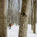 Vermont's 300-mile Catamount Trail