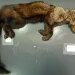Fisher Postmortem