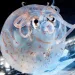 World's Cutest Squid