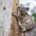 Koala in a tree