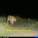 The Cougar Dubbed P22 Roams Griffith Park