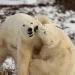 Polar Bears