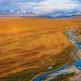 The coastal plain of the Arctic Refuge is the preferred calving ground of the Porcupine caribou herd, and the preferred drilling ground of the oil industry. | Photo by Florian Schulz/Visions of the Wild