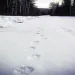 Tracks
