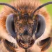 Extreme magnification of honeybee.