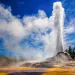 Erupting geyser in Yellowstone National Park.